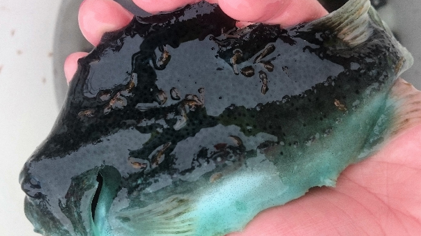Skottelus på rognkjeks (Foto: Ane Vigdisdatter Nytrø/Akvaplan-niva).