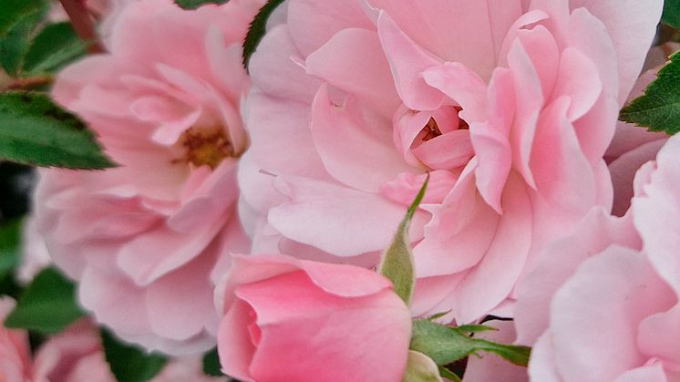 Blomsterlandet_Climbing_Canibo2 