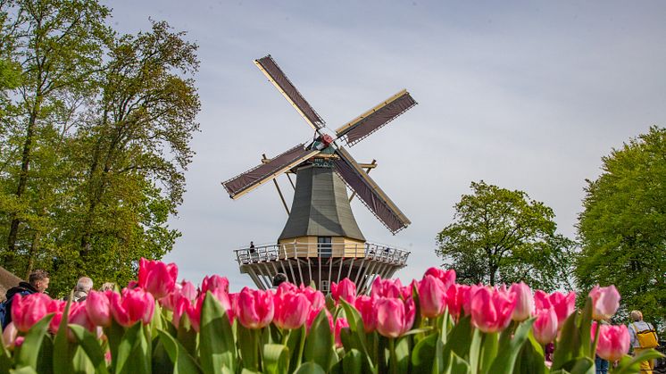 2024.05.03_ROTERDAM_TULIP FARM _ KEUKENHOF FESTIVAL_-20.jpg