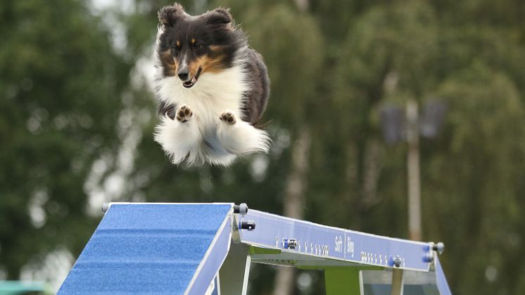 Agility World Championship 2025 äger rum i Kalmar den 17–21 september 2025. Foto: Erika Dahlman.
