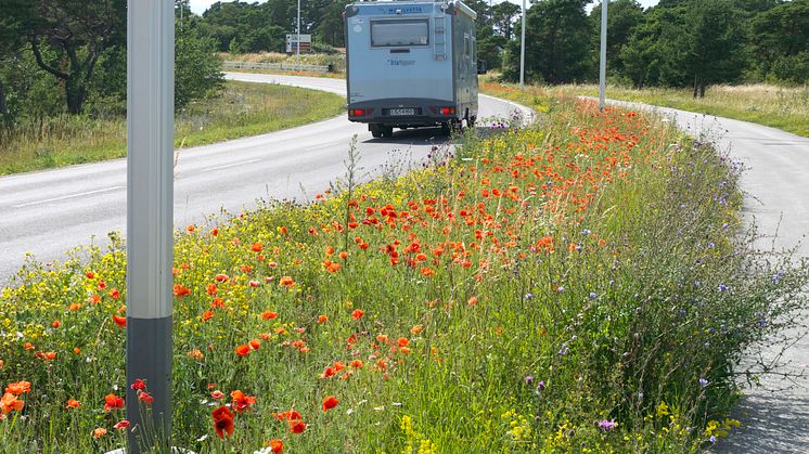 Vägren från södra Gotland