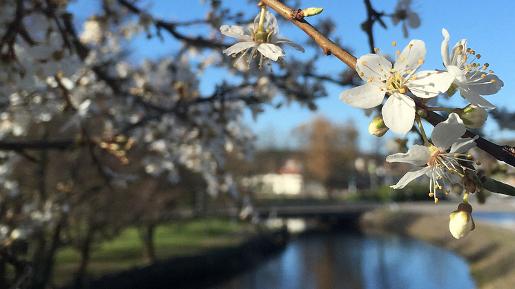 Pressinbjudan: Satsning på fisket inleds med utsättning av Öring 