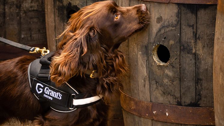 Cocker spanieln Rocco ansvarar för kvaliteten på Grant's whisky