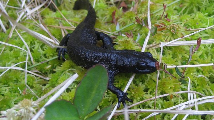 Salamander