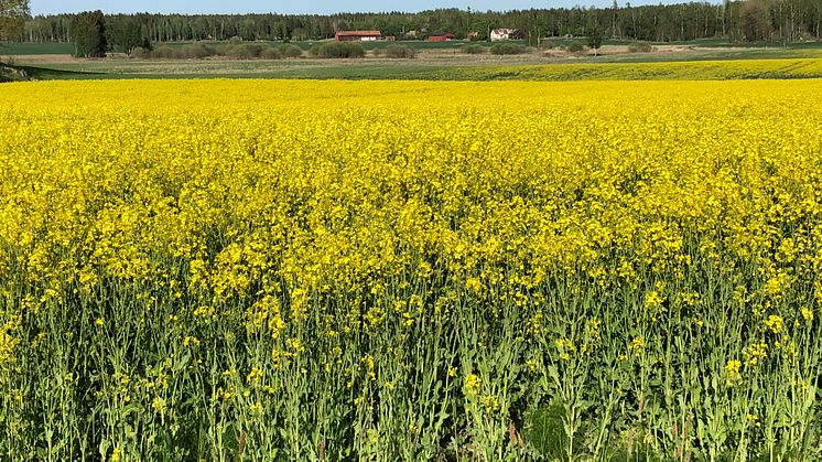 EU-länderna har redan i dag en outnyttjad odlingsareal på minst 10 miljoner hektar. Foto: Kjell Andersson, Svebio