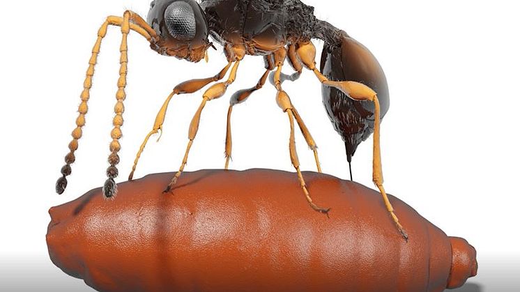 Insektspuppor med parasitsteklar i är första fossilet som visar parasiters evolution, visar ny forskning från Naturhistoriska riksmuseet