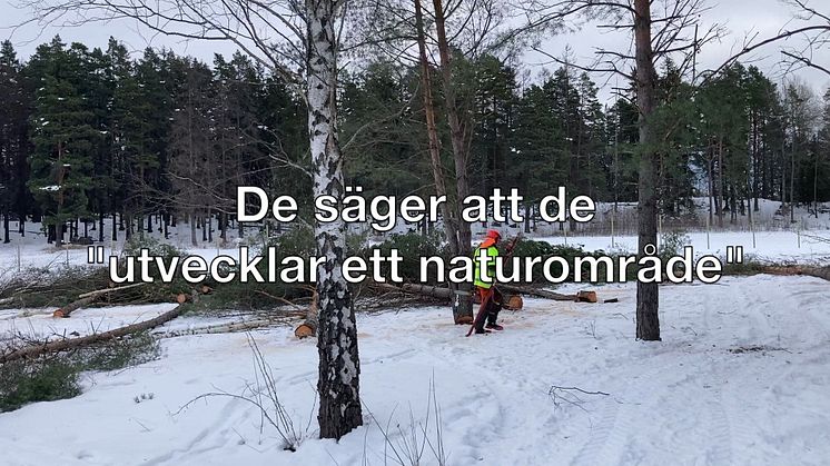Träden börjar skövlas i Årets Park