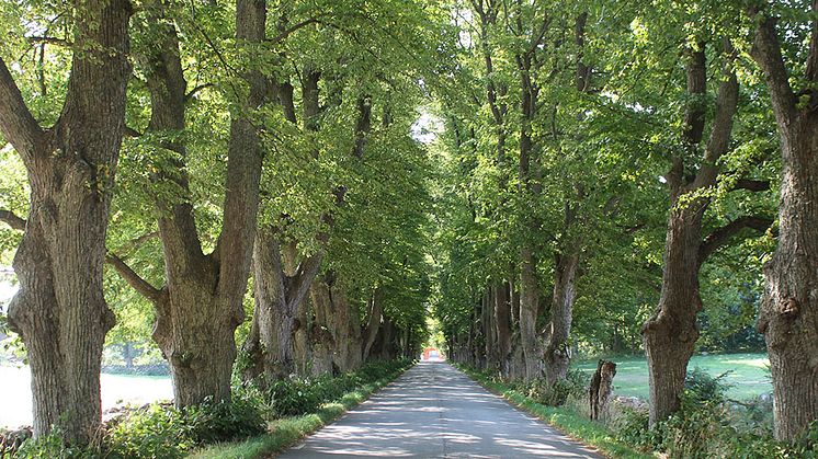 Parklind Tilia x europaea ’Övedskloster’ E. Foto: Erik de Vahl, SLU