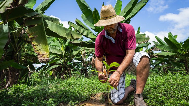 Cocoa Life_farming_Brazil_10