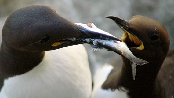 Fågelperspektiv på tillståndet i havsmiljön
