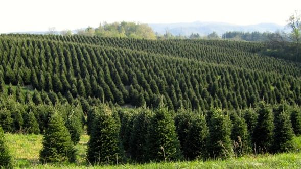 Virginiagranen (Abies fraseri) är den mest populära julgranen i North Carolina. (Foto: Martin Pettersson, SLU)