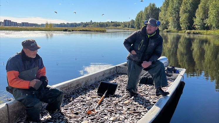 Reduktionsfiske i Bodträsket, Bodens kommun