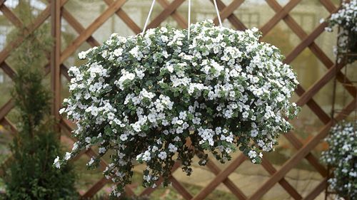 Midsommar + blommor = sant