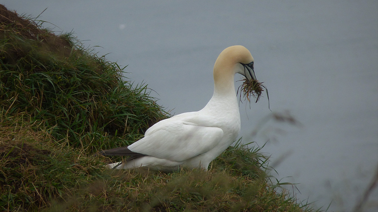 Avian flu is now prevalent in wild birds across most of northern Britain