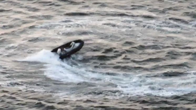 Frivilliga sjöräddare från RS Barsebäckshamn kom till undsättning när två personer föll ur sin båt och riskerade att bli påkörda.