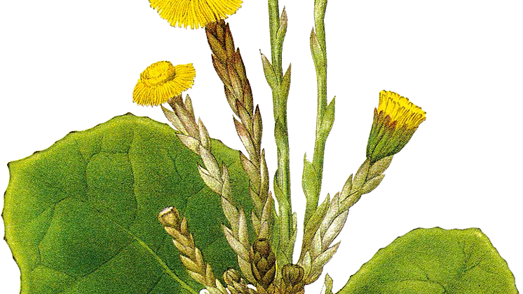 Tussilago-frilagd