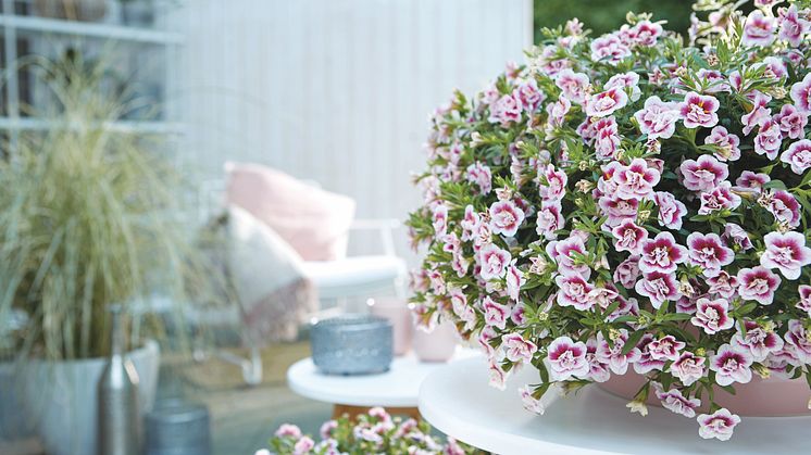 Förgyll din uteplats med en maffig petunia som ger blomsterglädje hela sommaren! Foto: Blomsterfrämjandet