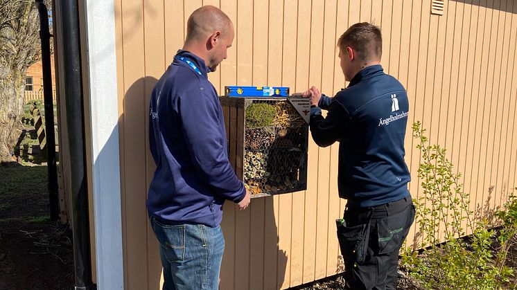 Insektshotell på Kulltorp