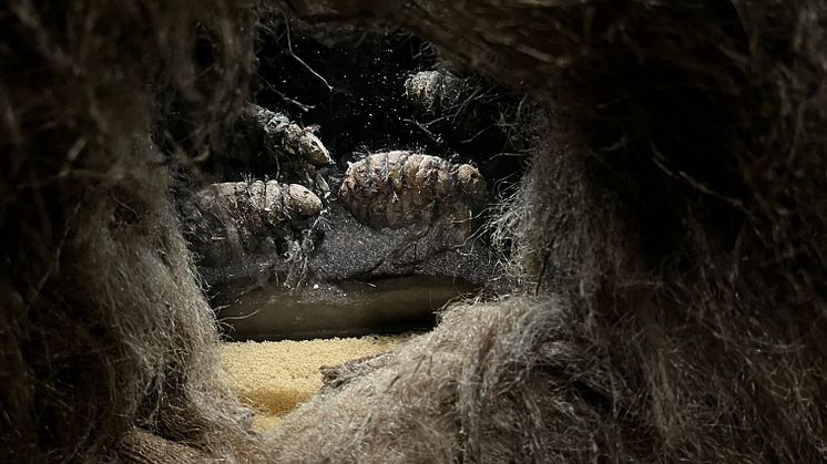 Kungstornet Nyköpingshus råttan pest