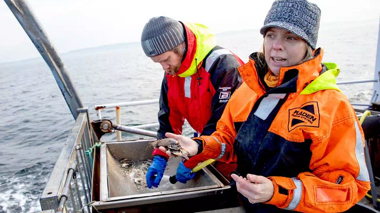 Marinbiologernas råd – så kan du hjälpa livet i havet