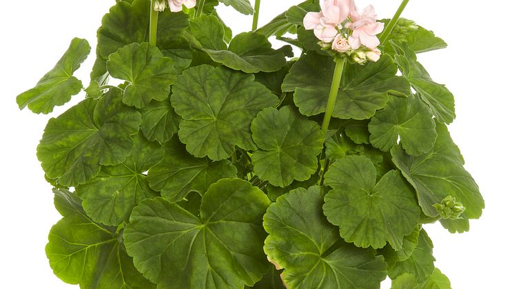 Gammaldags pelargon 'Dronning Ingrid'