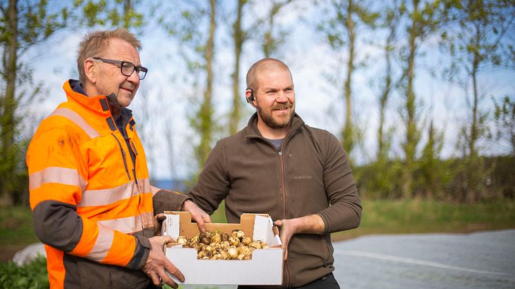Leif och sonen Johan Svensson skördade idag den allra första färskpotatisen.