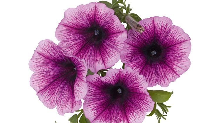 Petunia