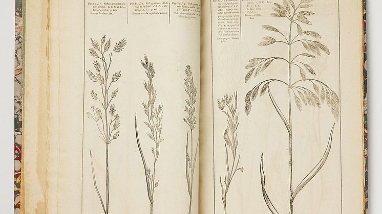 Camporum Elysiorum, Olof Rudbeck