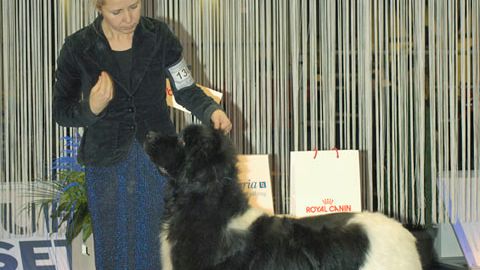 MyDOG 2012