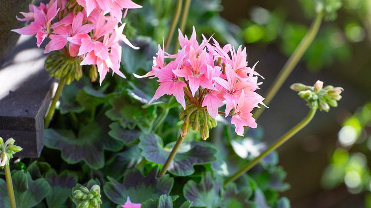 Årets Pelargon 2025 22 Pelargonium Summer Twist Rose foto annikasnaturligating.jpg