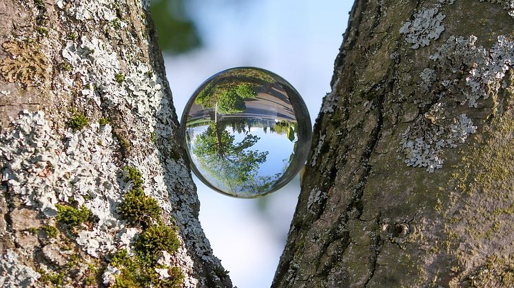Åsikterna i EU-parlamentet kring restriktioner för skogsbränslen går isär. Nu krävs att förslaget stoppas av EU:s regeringar i de kommande förhandlingarna om direktivet. Foto: iStock
