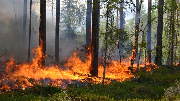 Naturvårdsbränning används ofta för att restaurera skog. (Foto: Joakim Hjältén, SLU)