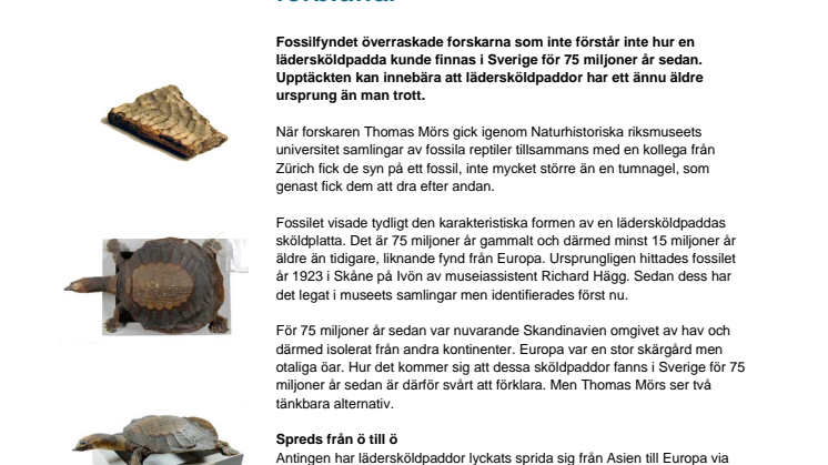 Svenskt sköldpaddsfossil förbluffar