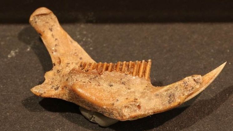 Lämlar kraschade samtidigt som människor och megafauna