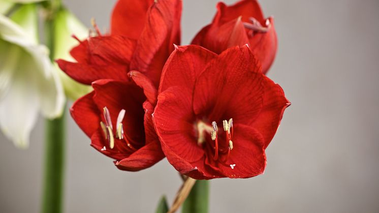 amaryllis-closeup-liggande