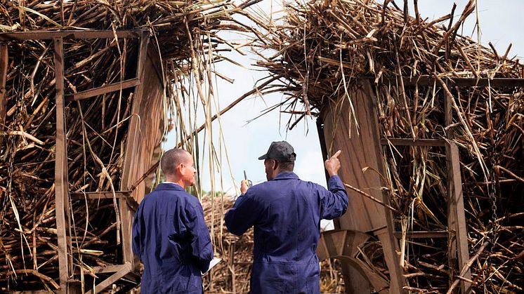 2019-06-13 Bioeconomy Pathways. Workers Discussing Sugar Cane. Photo: Monty Rakusen/GettyImages. 