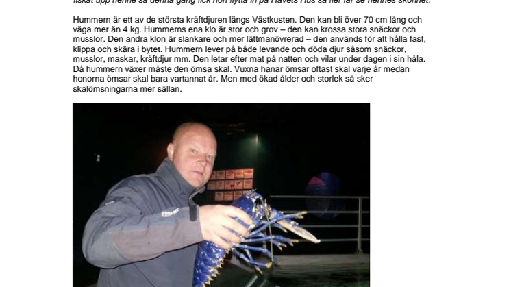 Blå hummer till Havets Hus i Lysekil