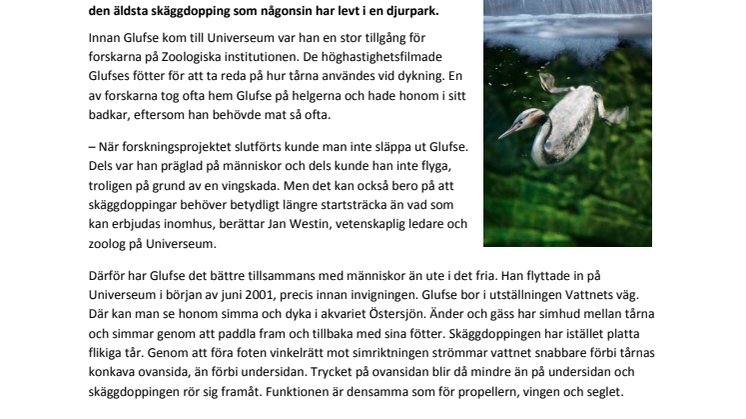 Världens äldsta skäggdopping fyller 15 år
