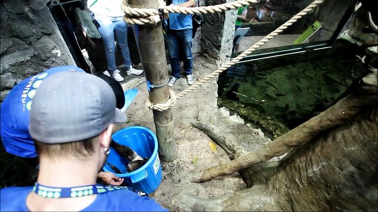 Sengångare flyttar in i Universeums regnskog