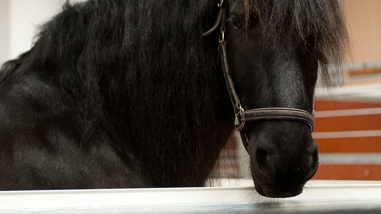 EuroHorse 2012