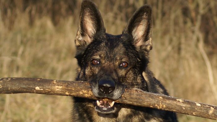 Statens hundaffärer