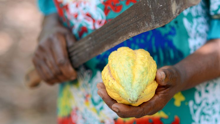 Kakaofrukt och odlare i Ghana. Foto: Fairtrade Sverige