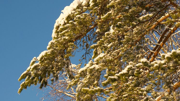 Conifer needles consume oxygen in early spring even during the day, new research shows. Image: Stefan Jansson