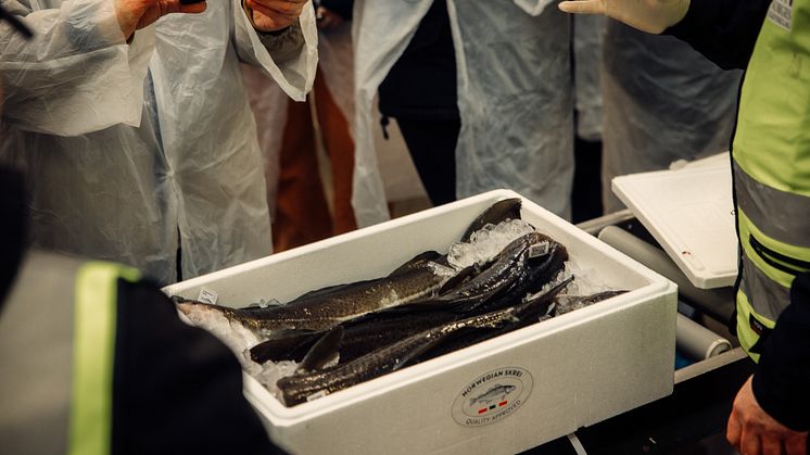 observing the special qualities of skrei at Saga Fish_Norway_photo credit_Norwegian Seafood Council_Kristoffer Lorentzen