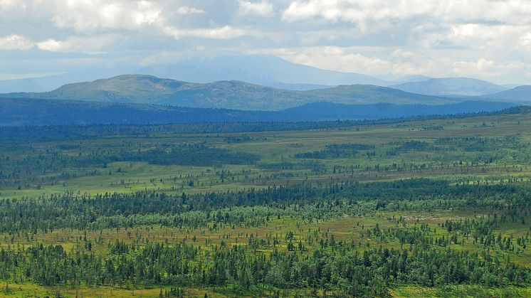 Den nya budgeten  betyder att underhållet av länets naturreservat och nationalparker försämras, samtidigt som insatserna för att stötta hotade arter minskar. Foto: Stefan Hamréus för Länsstyrelsen i Dalarnas län