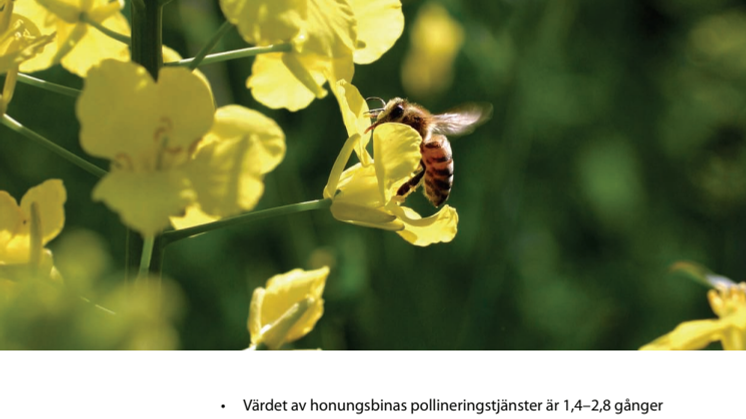Fakta om bin, honung och biodling