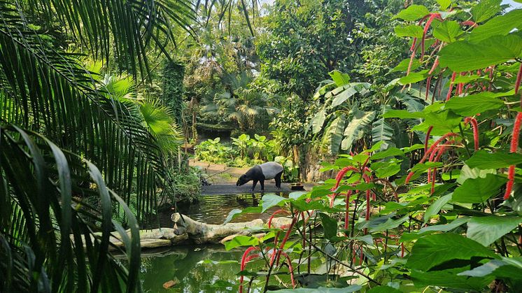 Tapir im Lebensraum in der Tropenerlebniswelt Gondwanaland im Zoo Leipzig
