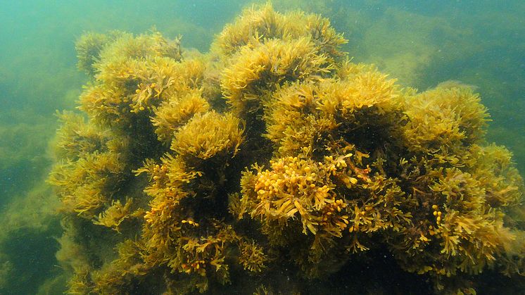Smaltång Fucus radicans är struktur- och funktionsbildande på¨exempelvis naturtypen rev. Foto: Michael Haldin/HaV