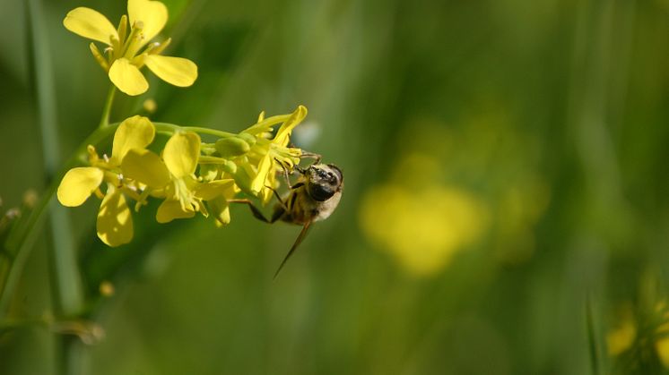 Pressinbjudan – Vem blommar blomman för?