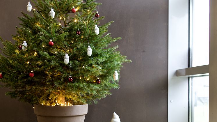 Julgranspynt 12-pack